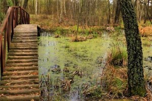 Экотропа в пойму Десны в Межречьи